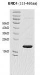 BRD4 (333-460) Coomassie gel