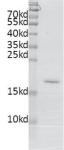 BRDT (21-137) Coomassie gel