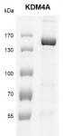 JMJD2A / KDM4A Coomassie gel