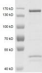 JMJD2C / KDM4C Coomassie gel