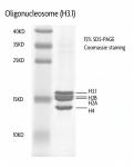 Recombinant Polynucleosomes (H3.1) protein gel.