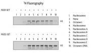 Histone methyltransferase activity assay comparing recombinant polynucleosomes and histone octamers as substrates.