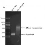 Recombinant Mononucleosomes (H3.1) - biotinylated DNA gel