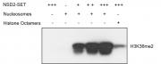 Recombinant Mononucleosomes (H3.1) - biotinylated activity