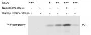 Recombinant Polynucleosomes (H3.3) HMT activity assay
