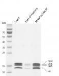 Recombinant Mononucleosomes (H3.3) - biotinylated Coomassie stained gel.