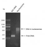 Recombinant Mononucleosomes (H3.3) - biotinylated DNA gel.