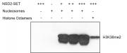 Recombinant Mononucleosomes (H3.3) - biotinylated activity.