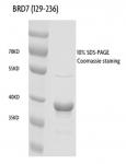 Recombinant BRD7 (129-236), GST-Tag protein gel.