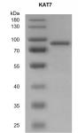 KAT7 protein Coomassie gel