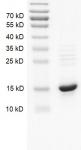 Recombinant Histone H2A protein gel.