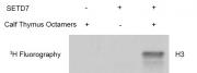 SETD7 protein activity assay