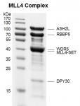 Recombinant KMT2B (MLL4) complex Coomassie gel