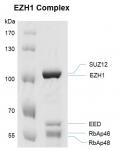 EZH1 complex Coomassie gel