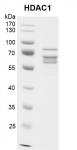 Recombinant HDAC1 protein gel.