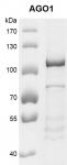 Recombinant AGO1 protein gel.