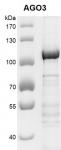Recombinant AGO3 protein gel.