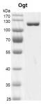 Recombinant OGT protein gel.