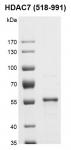 Recombinant HDAC7 (518-991) protein gel.