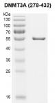 Recombinant DNMT3A (278-432), GST-Tag gel.