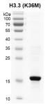 Recombinant Histone H3.3 (K36M) gel.
