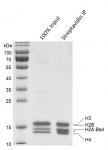 Streptavidin Pull-down of Biotinylated Recombinant Mononucleosomes (H2A.Bbd)