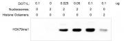 Western Blot Analysis for Recombinant Mononucleosomes (H2A.Bbd) - biotinylated. 