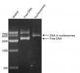 DNA Gel-shift assay for Recombinant Polynucleosomes H3.3 (G34V). 