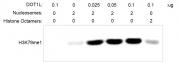 Histone Methyltransferase (HMT) Assay - Recombinant Polynucleosomes H3.3 