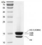 Recombinant Polynucleosomes H3.3 (K36M) protein gel.