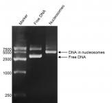 DNA Gel-shift assay for Recombinant Polynucleosomes H3.3 (K36M). 