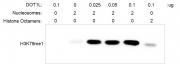 Histone Methyltransferase (HMT) Assay - Recombinant Polynucleosomes H3.3 