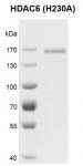 Recombinant HDAC6 (H230A) protein gel.