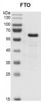 Recombinant FTO protein, SDS-PAGE gel.