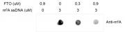 Dot-Blot assay for Recombinant FTO protein activity.