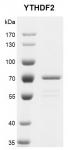 Recombinant YTHDF2 protein gel.