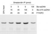 Binding Assay for Recombinant YTHDF2 protein activity.