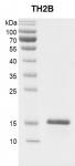 Recombinant Histone TH2B gel.