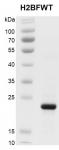 Recombinant Histone H2BFWT gel.