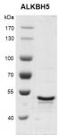 Recombinant ALKBH5 protein, SDS-PAGE gel