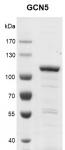 Recombinant KAT2A (GCN5) protein, SDS-PAGE gel.