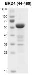 Recombinant BRD4 (44-460) protein gel