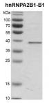 Recombinant hnRNPA2B1-B1 protein, SDS-PAGE gel.