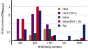 NFκB family profiling of DNA binding activation in various cell lines.