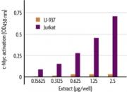 Figure 1: Measurement of c-Myc activity.