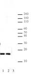 Histone H2A.Z antibody (pAb) tested by Western blot.