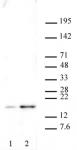 Histone H2A.XS139ph antibody (pAb) tested by Western blot.