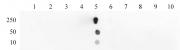 Histone H3K18ac antibody (pAb) tested by dot blot analysis.