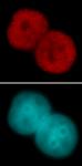 Histone H3K23ac antibody (pAb) tested by immunofluorescence.
