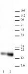 Histone H3K27ac antibody (pAb) tested by Western blot.